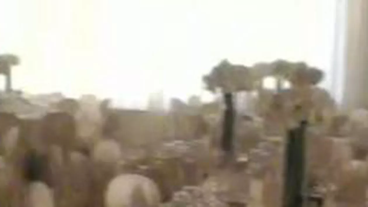 Nunta anului în Banat: Fiica vicepreşedintelui PNL, Sorin Frunzăverde, se căsătoreşte