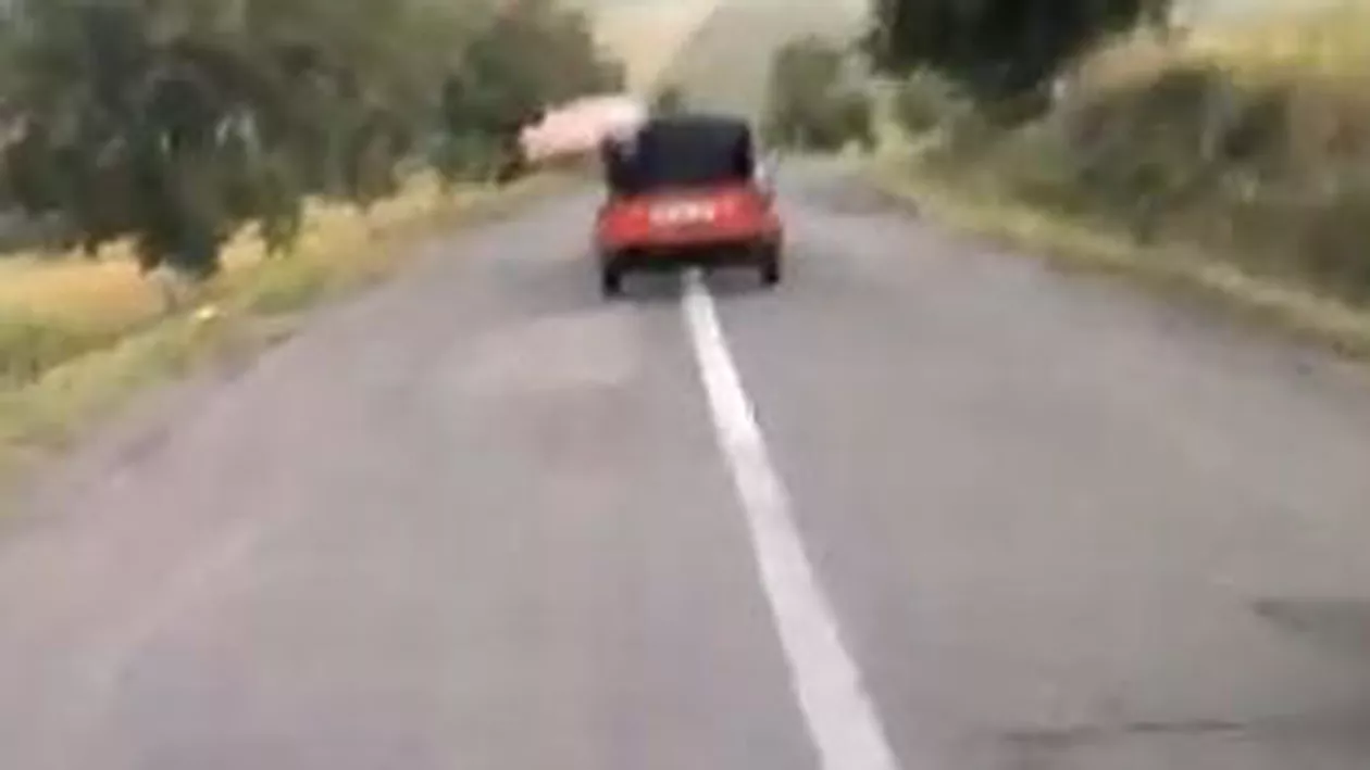 Imagini uimitoare cu un porc zburător, care se aruncă dintr-o mașină aflată în mers (VIDEO)