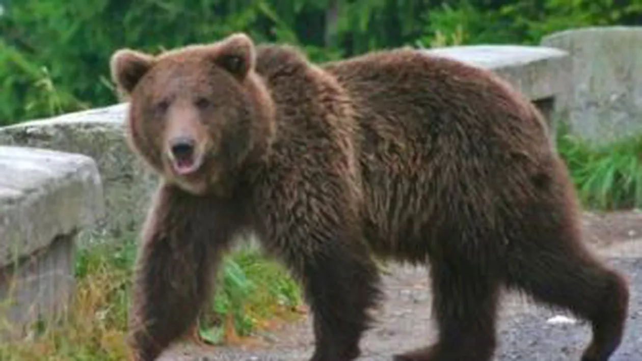 Un bărbat din Dâmbovița a fost sfâșiat de un urs