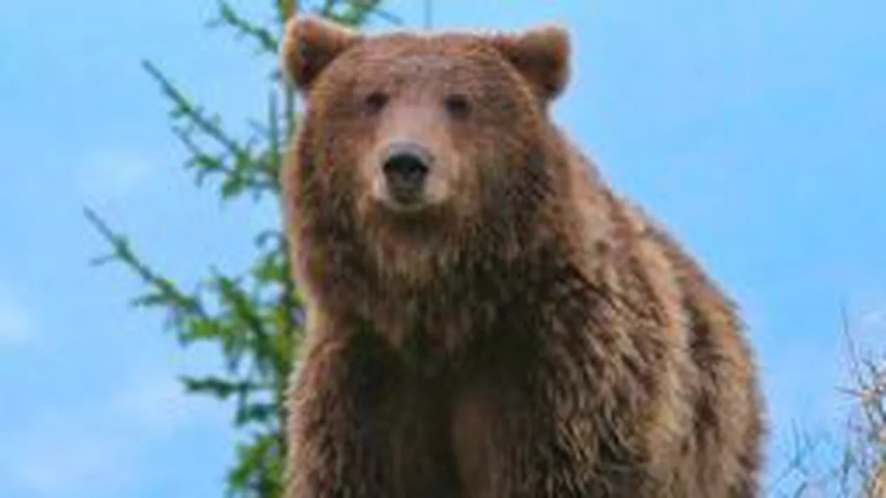Ursul care a omorât de dimineață un bărbat în Dâmbovița, atacă din nou: O femeie a fost mușcată