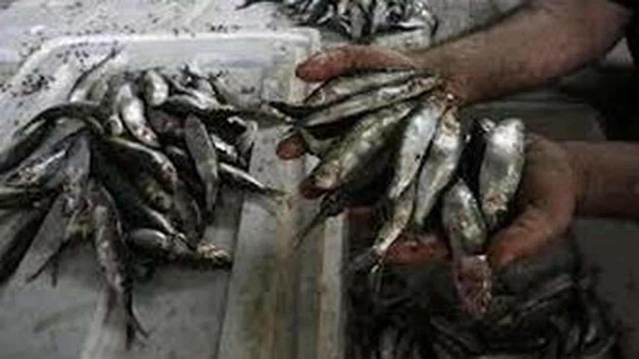 Percheziții la comercianți de pește din București și Ilfov: Prejudiciul estimat este de 950.000 de euro