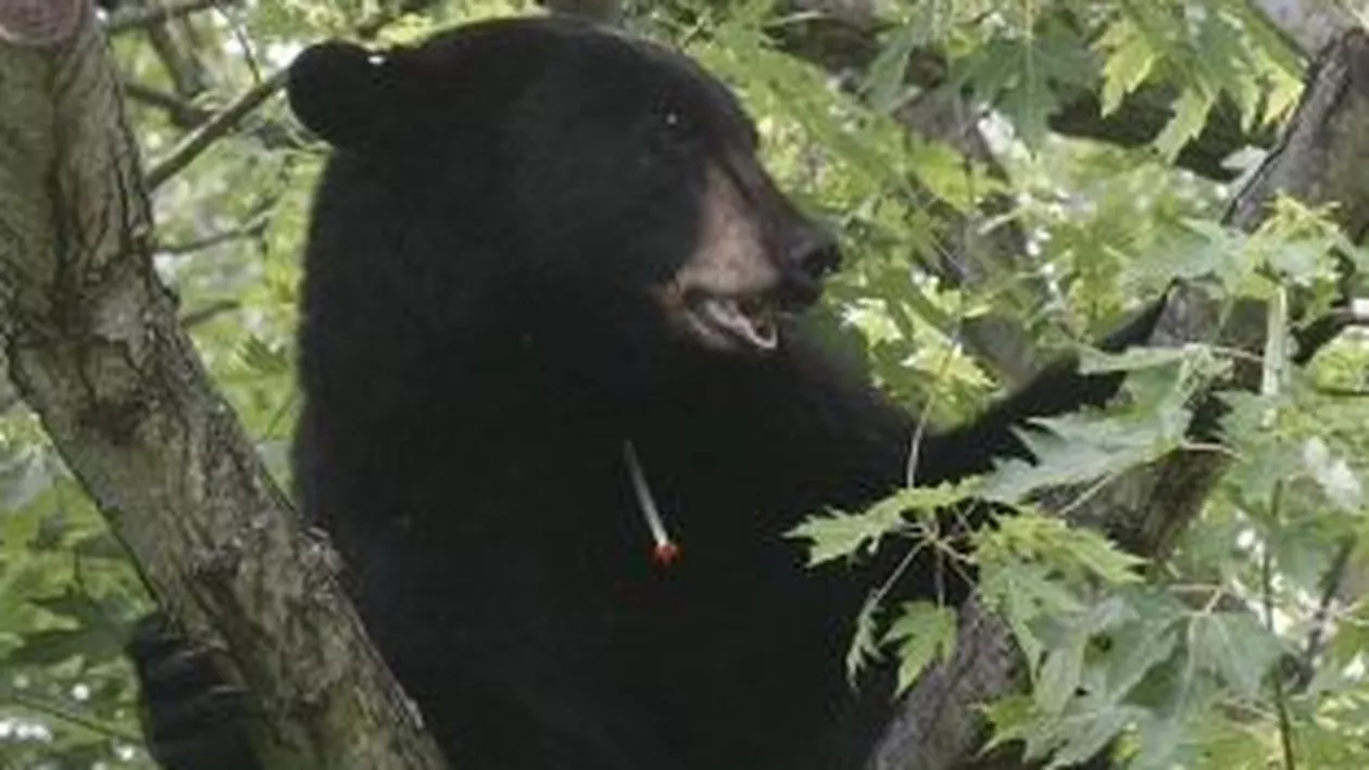 Preşedintele CJ Dâmboviţa: S-a depăşit numărul optim urşi de pe fondurile de vânătoare, s-au făcut demersuri pentru a fi împuşcate animalele