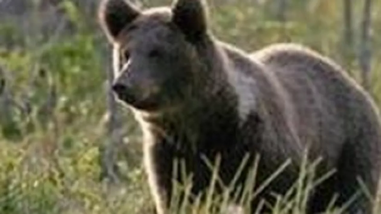 Uluitor: O a cincea persoană a fost atacată de urs în Dâmboviţa, la câteva ore după ce un alt bărbat a fost ucis
