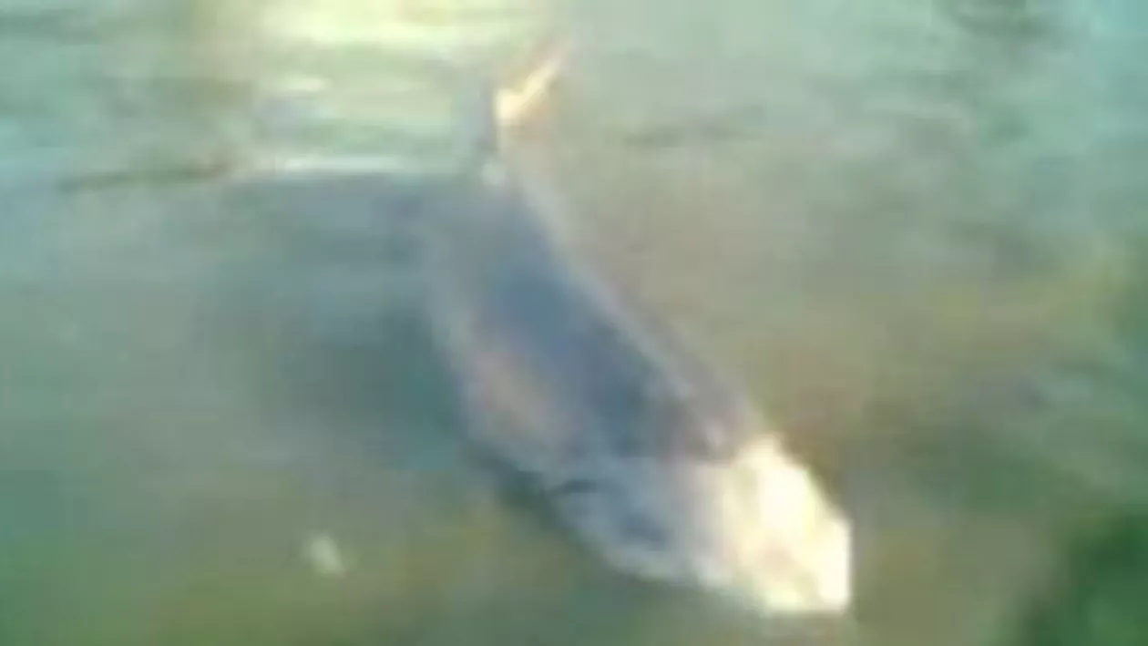 Cercetați pentru braconaj: Doi pescari au intrat în atenția autoritățiilor după ce au prins, în Dunăre, un morun de aproximativ 150 de kilograme (VIDEO)