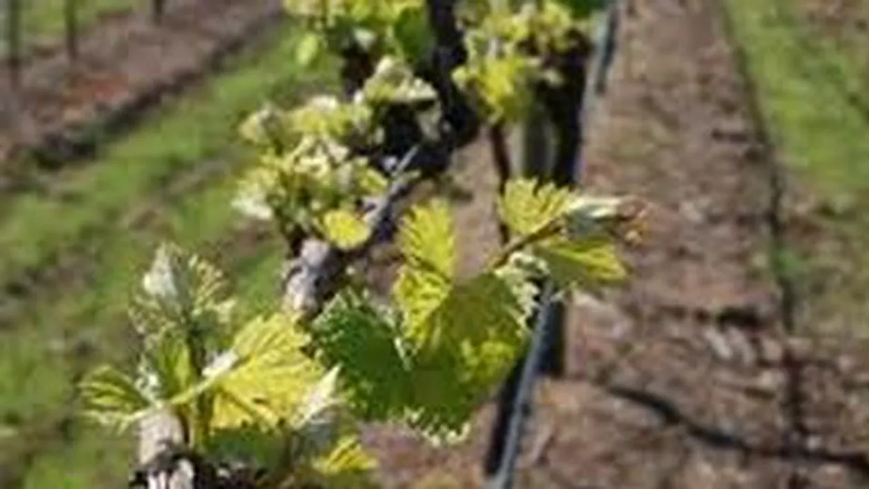 Italienii vor să producă în România cel mai bun sortiment de vin din lume