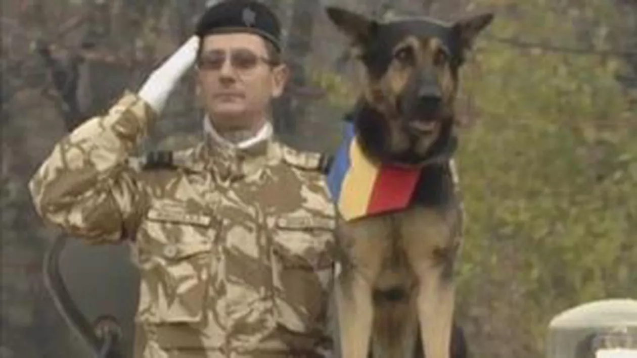 Max, câinele de luptă al Armatei Române, primul patruped participant la o paradă de 1 Decembrie