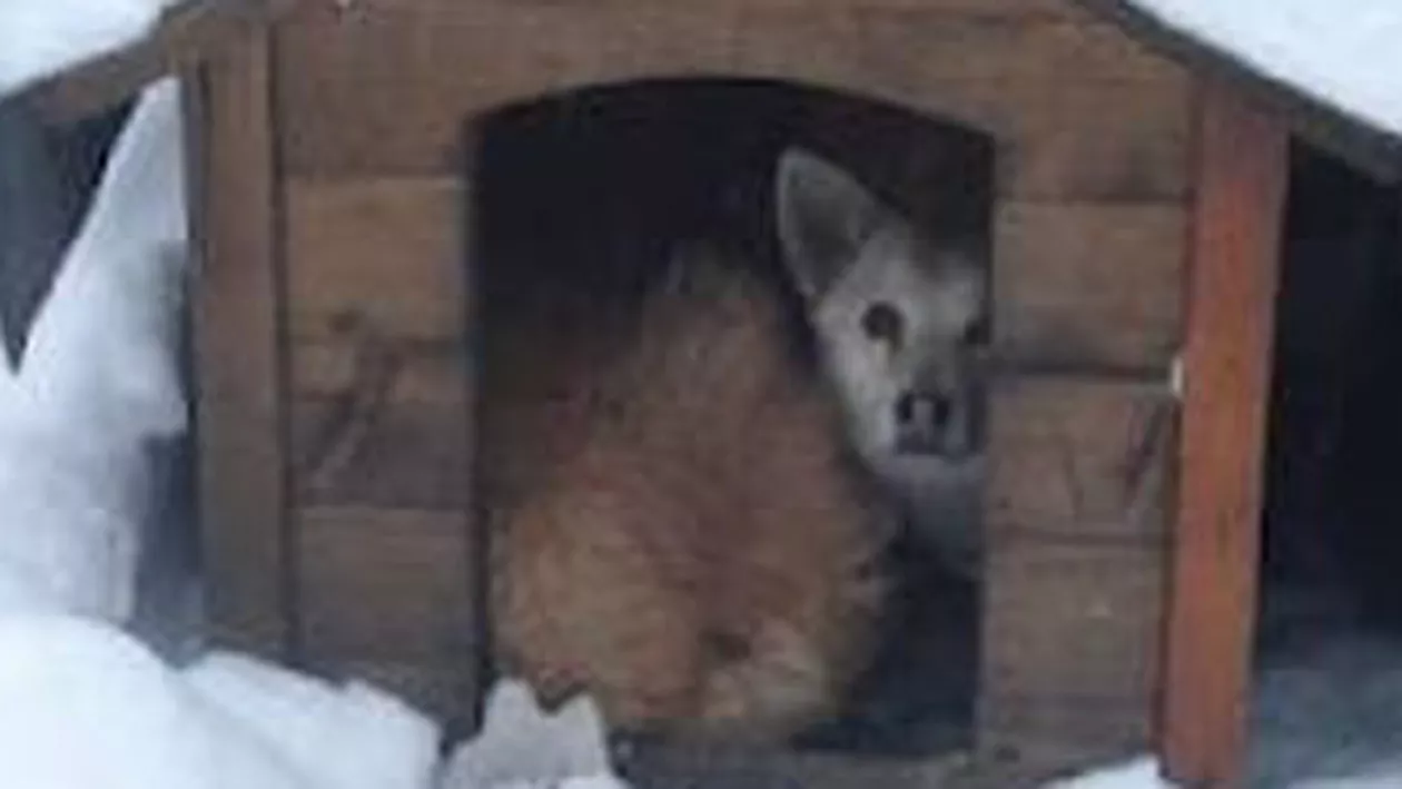 Târgovişte: O femeie a murit după ce câinele său a muşcat-o de gât, mâini şi picioare