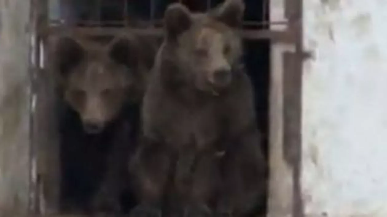 Leii și urșii lui Nuțu Cămătaru, ridicați de reprezentanții Gărzii de Mediu și ai Vier Pfoten