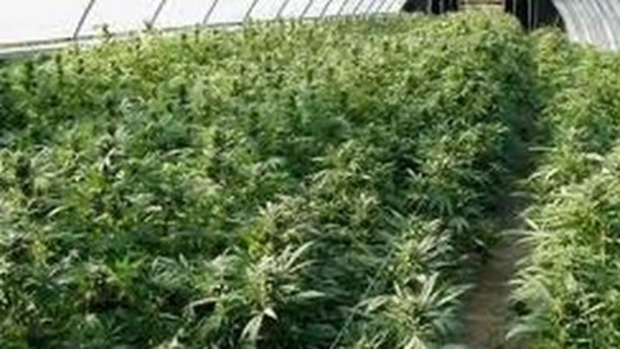 Arad: Plantaţii de canabis descoperite în foste hale CAP
