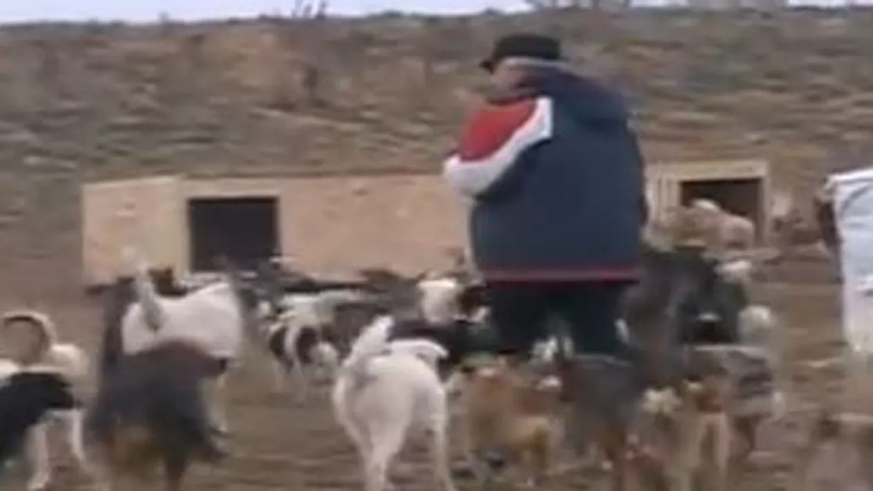 Măcel lângă o pădure din Călărași: Mai mulți maidanezi au fost împușcați cu arme de vânătoare(VIDEO)