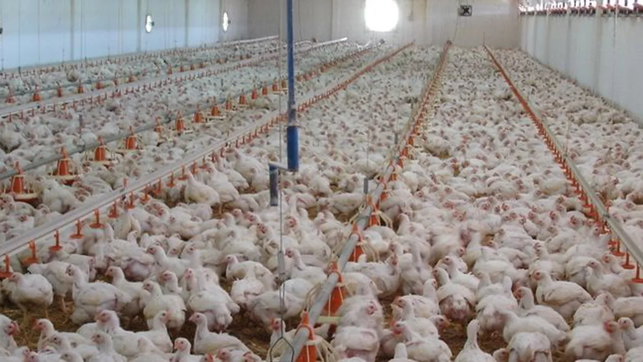 Peste 37.000 de pui infestați cu salmonella, sacrificați la o crescătorie din România
