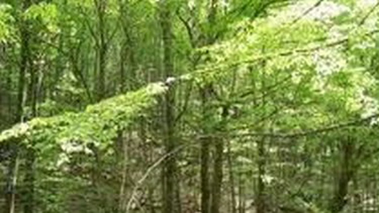 Bihor: Muncitor pe fondul de vânătoare Oşand, împușcat în cap de un braconier