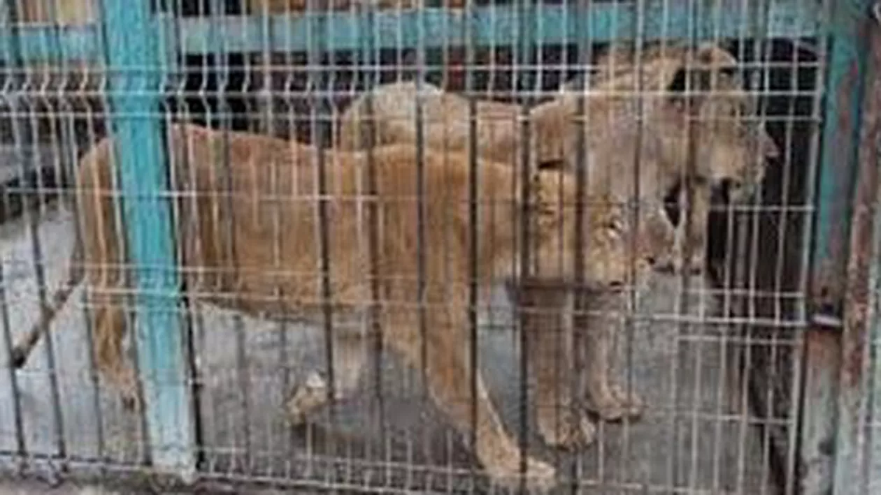 Comisia Europeană investighează grădinile zoologice din România, după ce o craioveancă a trimis o petiție oficialilor UE