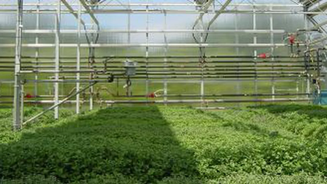 Galați: Peste 24 de hectare de sere, distruse de vântul puternic