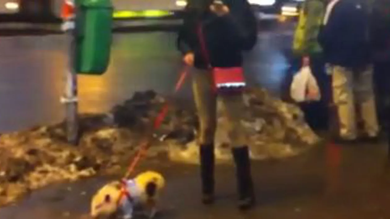 Surpriză în București: O tânără a oprit toți trecătorii când a ieșit cu mini-porcușorul la plimbare (VIDEO)