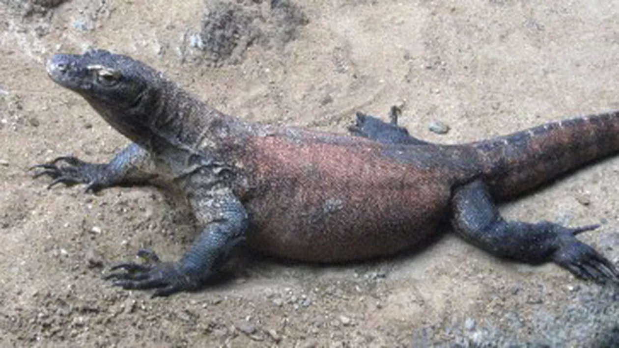 Vocea Rusiei: „Reptila care-l sponsorizează pe Crin Antonescu ştie să joace table, dar nu a învăţat să joace şi şah”