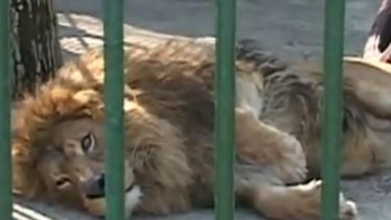 O americancă de 15 ani a fost mușcată de picior de o leoaică de la ZOO Rădăuți