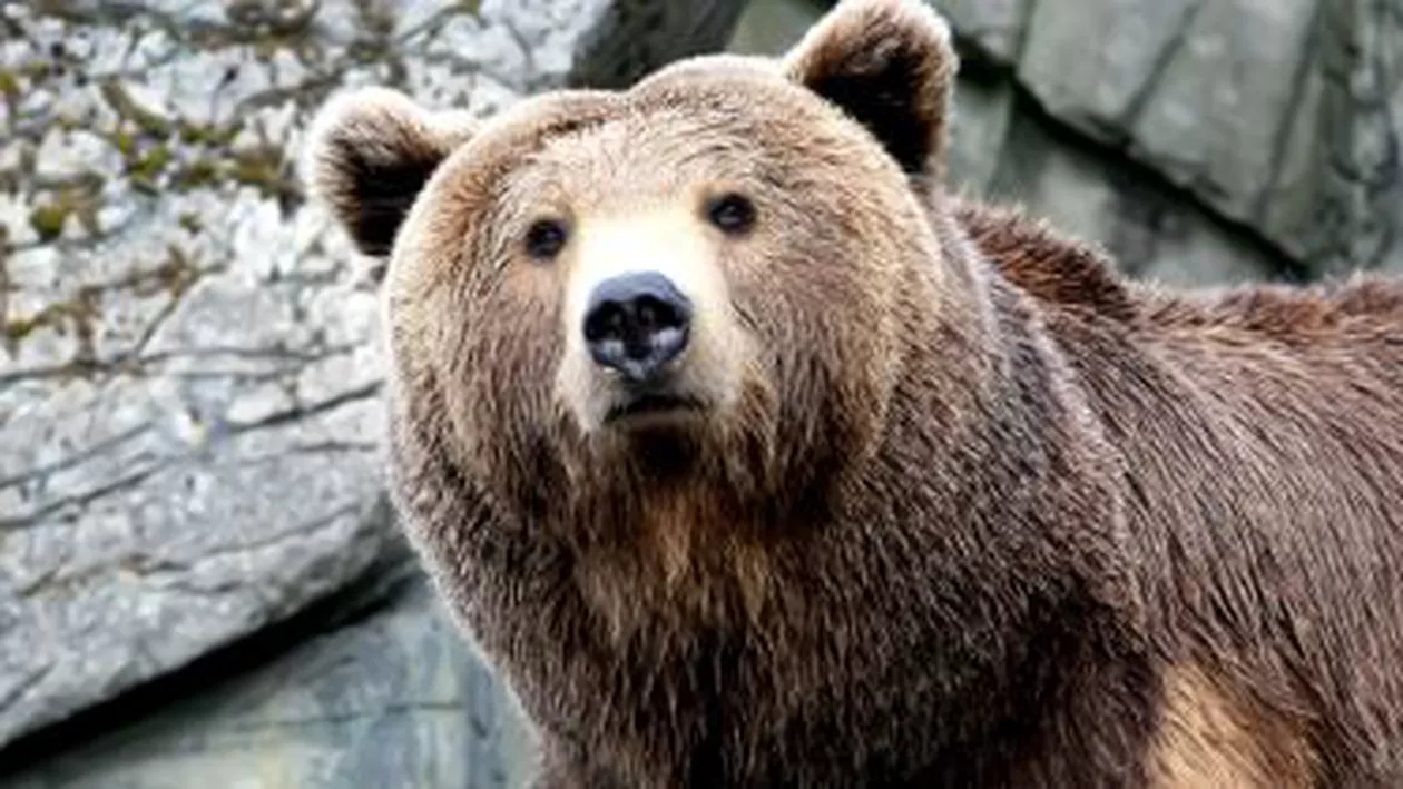 Un bărbat din județul Maramureș a fost atacat de un urs