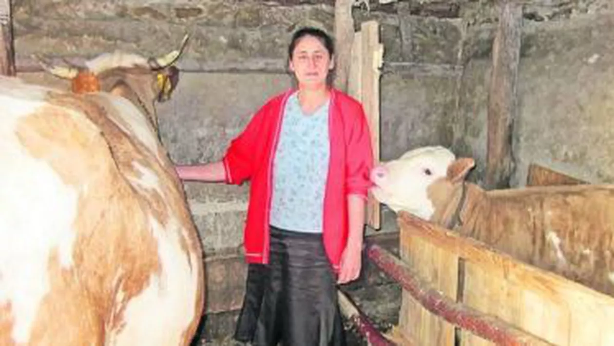 O familie din Suceava a trecut la religia amish pentru o vacă: "Venitul nostru lunar e de 600 de lei și îl împărțim la 14 persoane"
