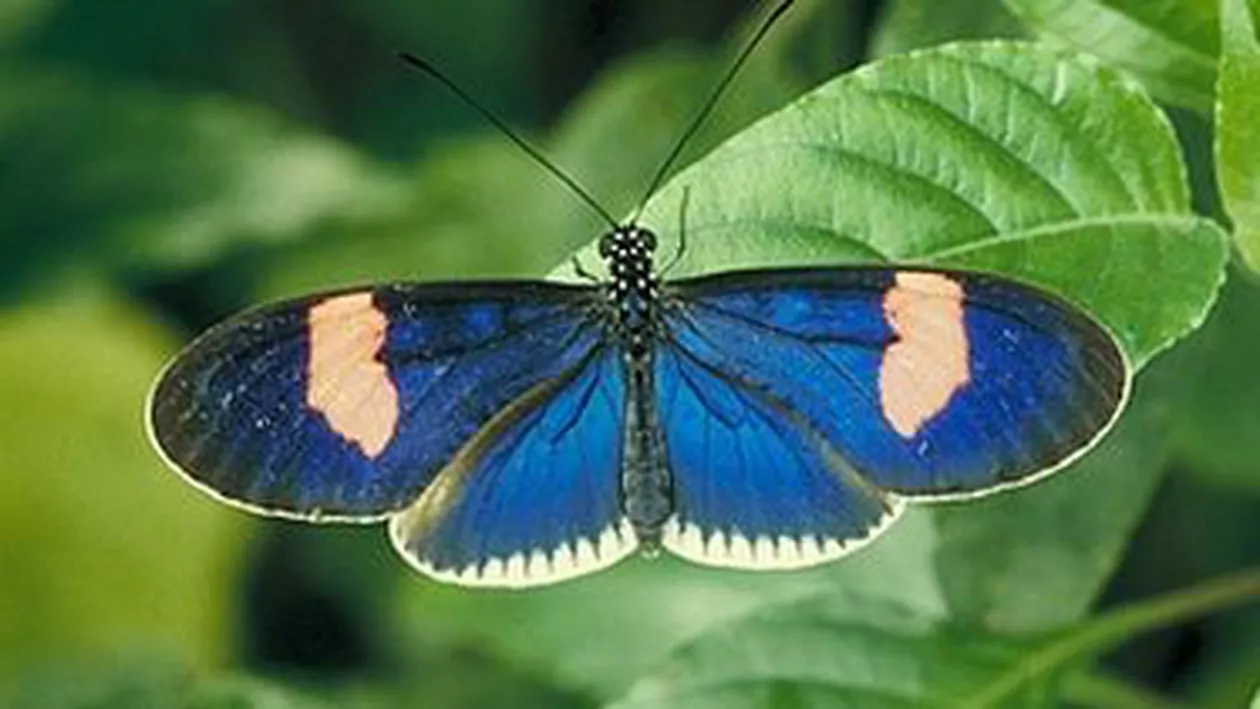 Muzeul Antipa va deschide pe 1 mai o expoziție temporară de fluturi tropicali vii
