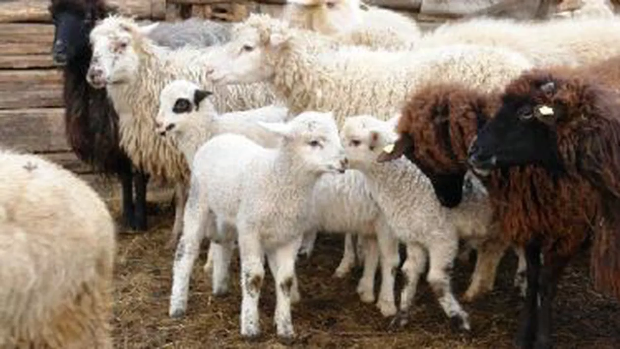 Ialomița: Doi tineri au fost reținuți după ce au furat peste 300 de oi, miei și capre