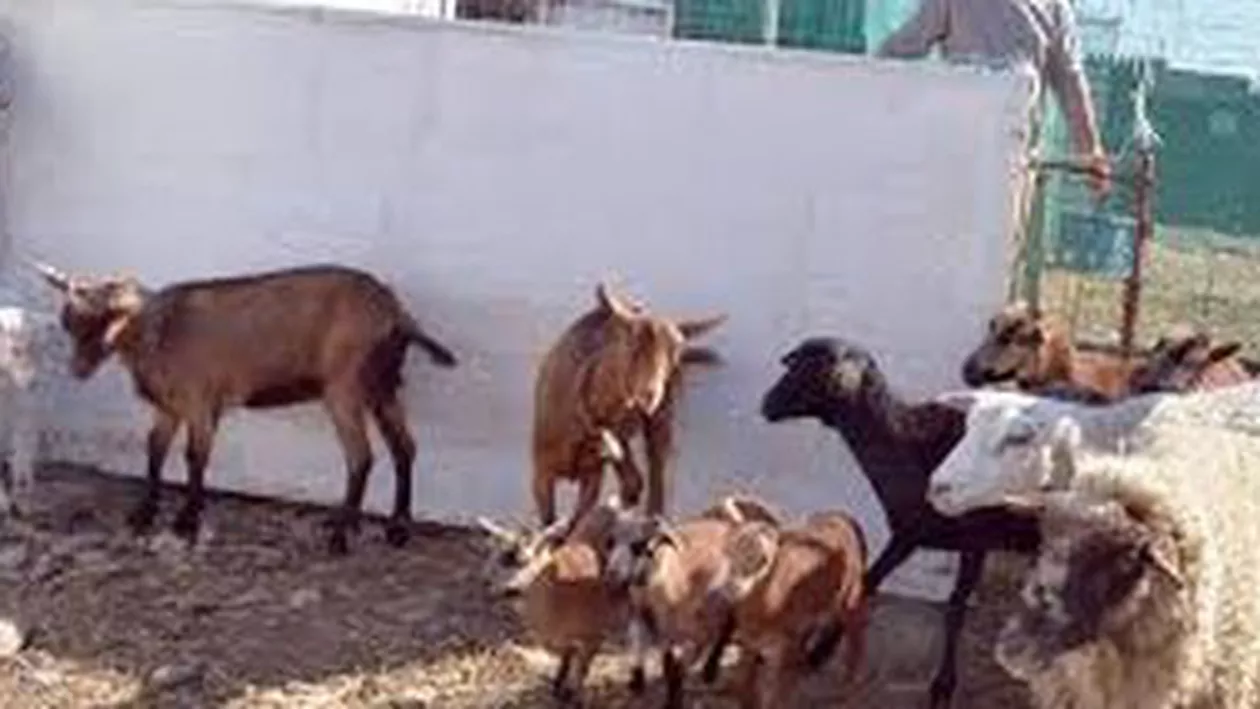 Alternativa la mielul românesc de Paște: Mielul de Camerun, ieftin și bun, iepuri sau iezi crescuți ecologic