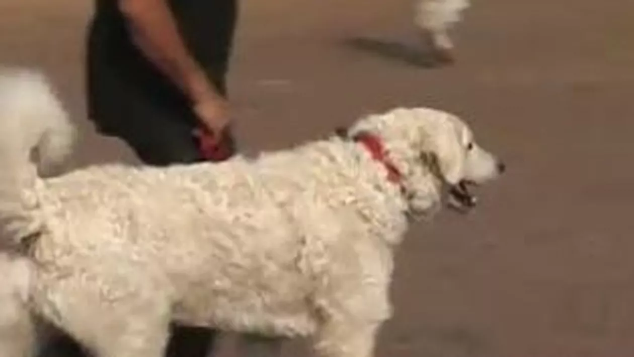 Sibiul este gazda a șase expoziții chinologice în acest weekend (VIDEO)