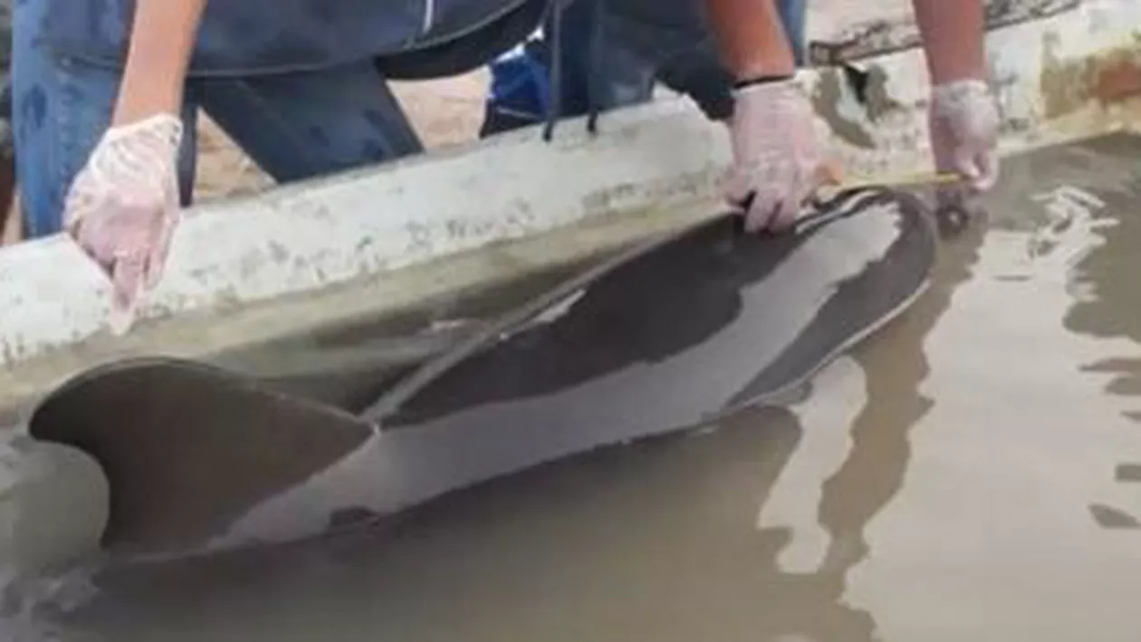 Un delfin adus de furtună a murit pe plaja din Vama Veche