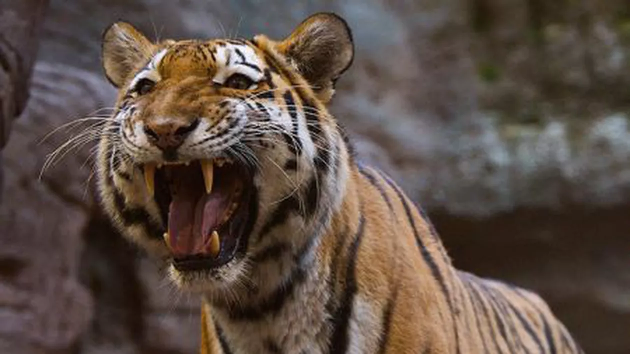 Un îngrijitor de la ZOO Brașov a fost mușcat de braț de un tigru