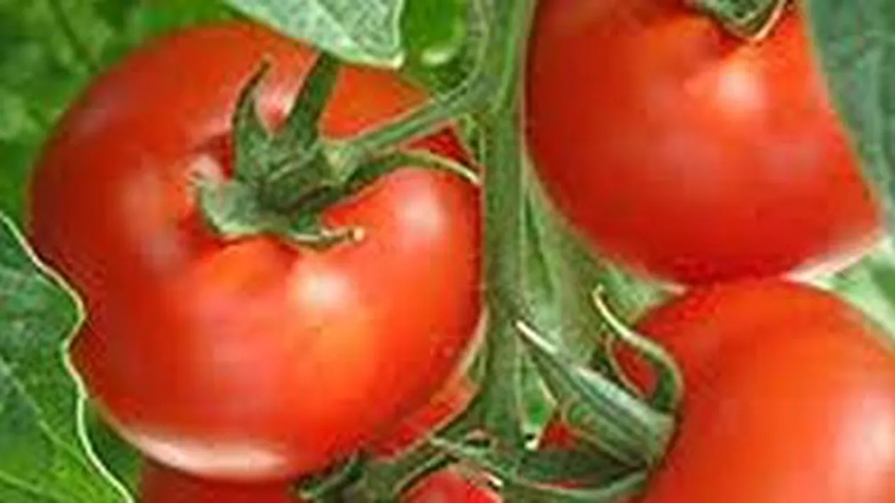 Legumicultorii din România protestează față de importul legumelor din Turcia: Aruncăm roșiile pentru că se strică