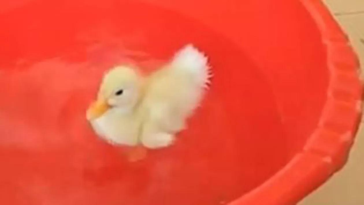 Un român face senzație pe Youtube cu o rățușcă alintată (VIDEO)