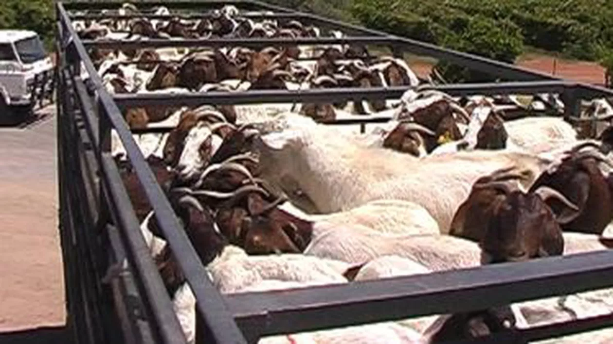 Crescătorii și exportatorii de animale cer să fie exceptați de la interdicția impusă TIR-urilor pe DN1