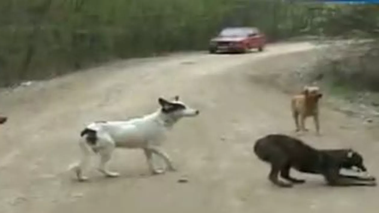 Vrancea: Un copil de trei ani a fost ucis de un câine