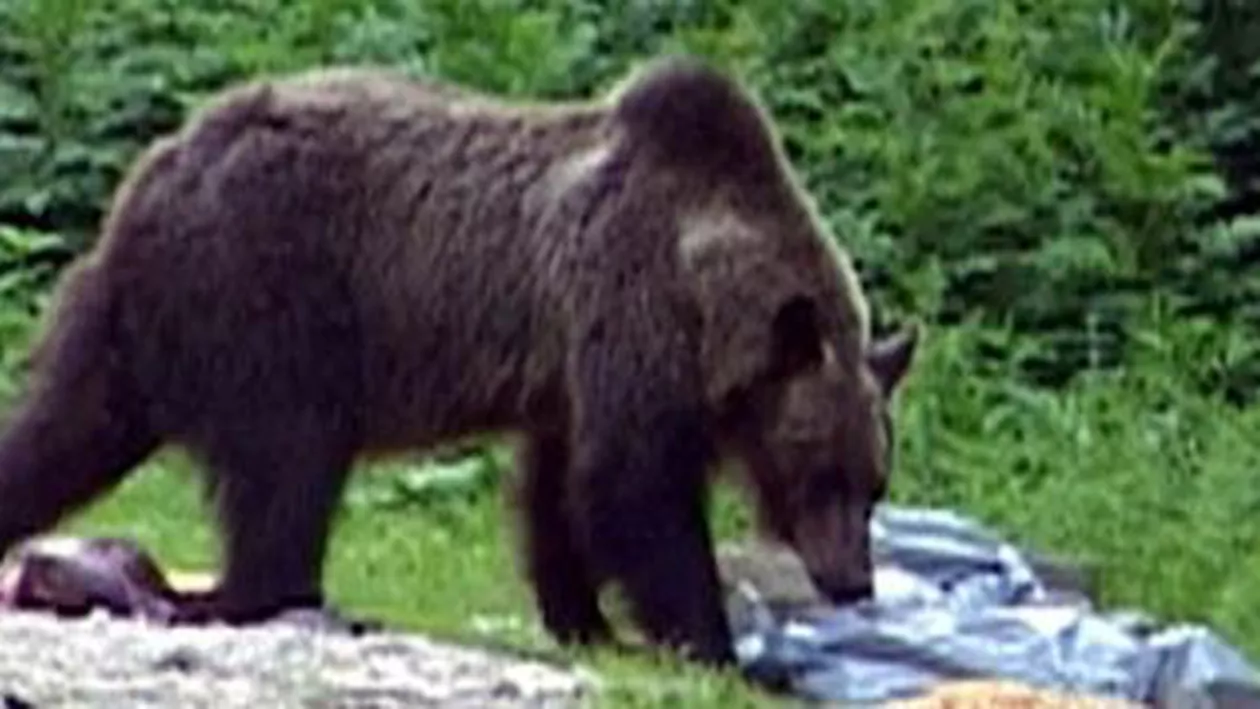 Un cioban a fost rănit de un urs în Argeș, încercând să-și apere animalele de la stână