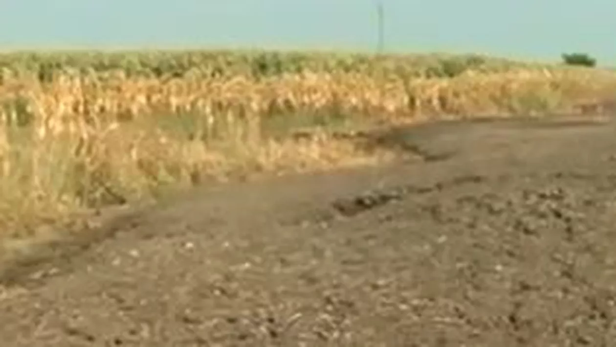 Reziduurile de la o fermă avicolă din județul Giurgiu, o adevărată bombă ecologică pentru locuitori