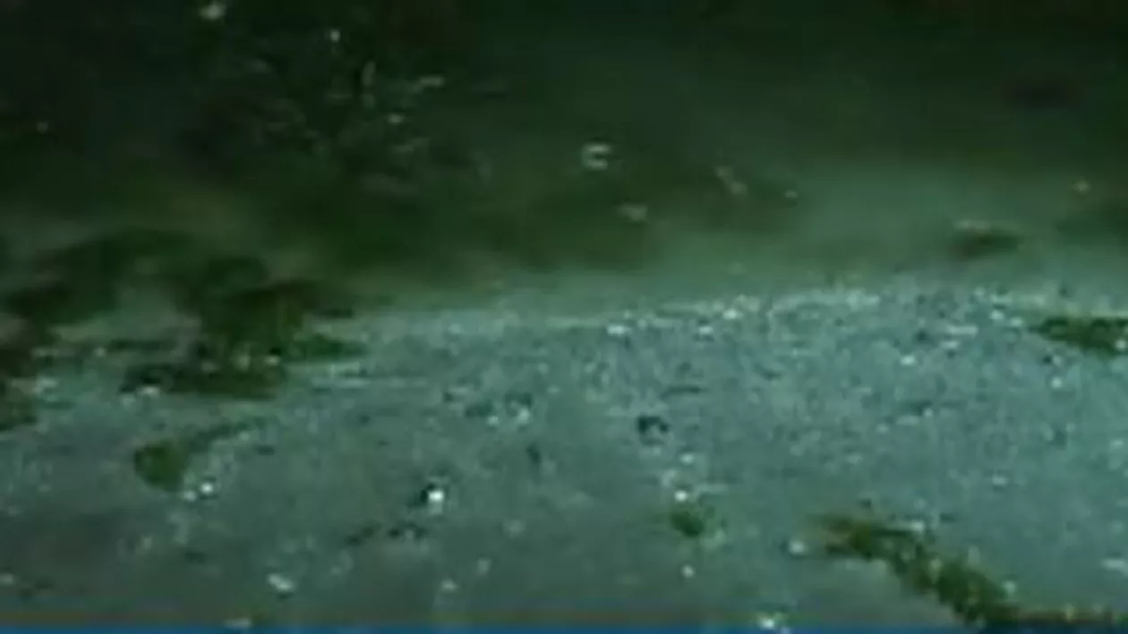Algele au invadat plajele de pe litoralul românesc: Mamaia, cea mai afectată stațiune (VIDEO)