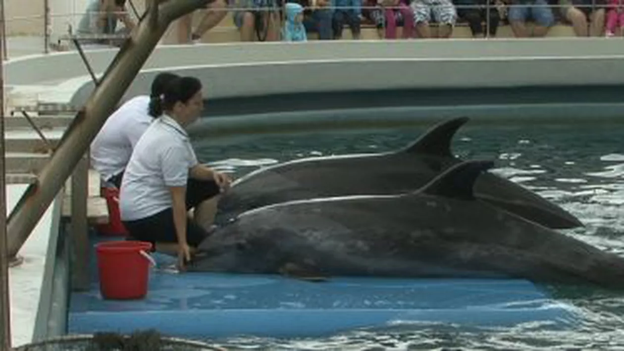 Delfinariul din Constanța va fi despăgubit cu 120.000 euro în urma decesului delfinului Pei-Pei