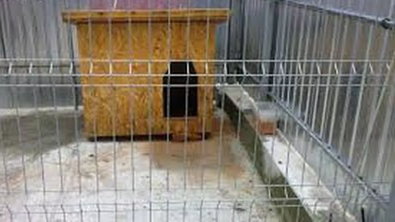 Caz șocant: O fată de 17 ani, bătută de părinți, legată și închisă într-un țarc pentru animale mai multe zile