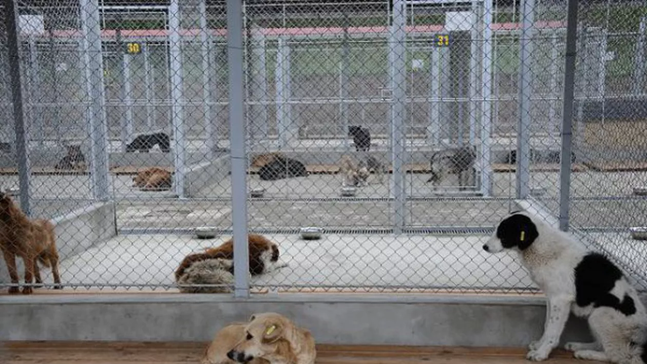 Asociaţia Caleidoscop, care deţine unul dintre câinii care l-au ucis pe copilul de 4 ani, nu există