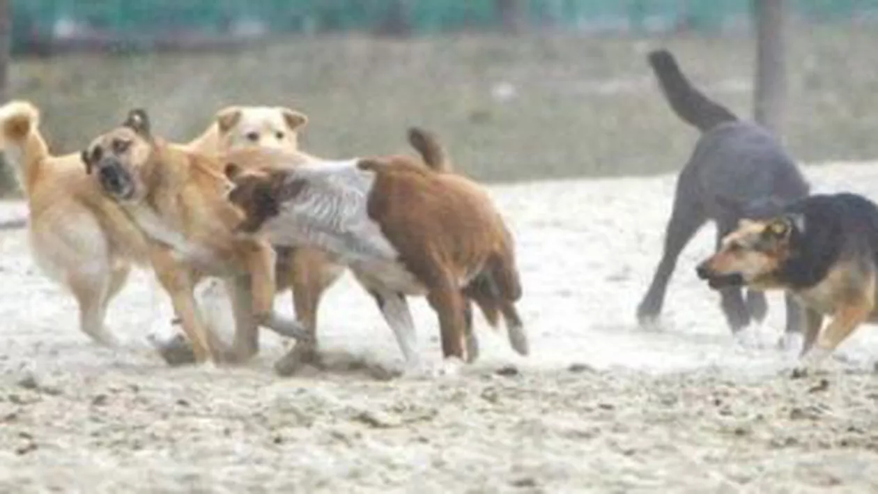 Directorul ASPA: Dacă se va opta pentru eutanasiere, câinii din București ar putea fi adunați în 12-18 iulie