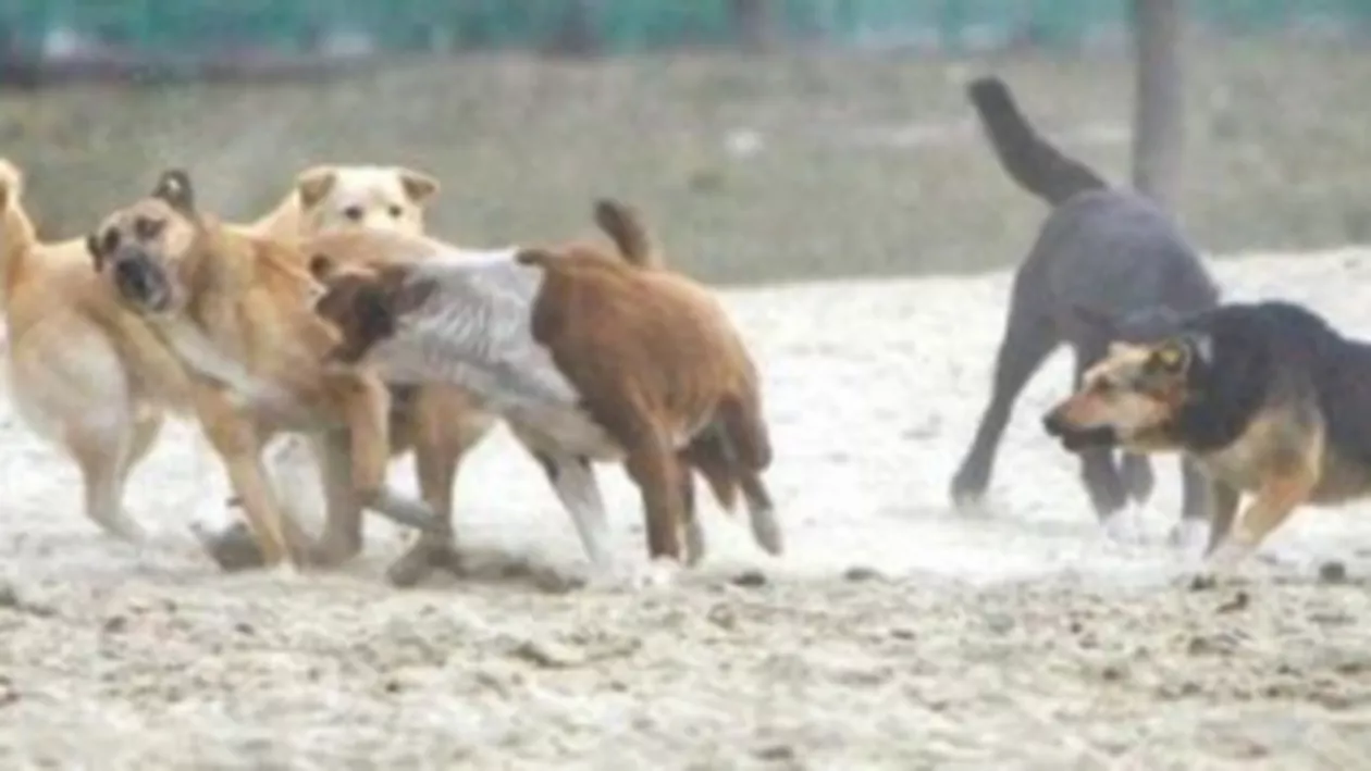 Bucureștenii nu își doresc un referendum pe problema maidanezilor (VIDEO)