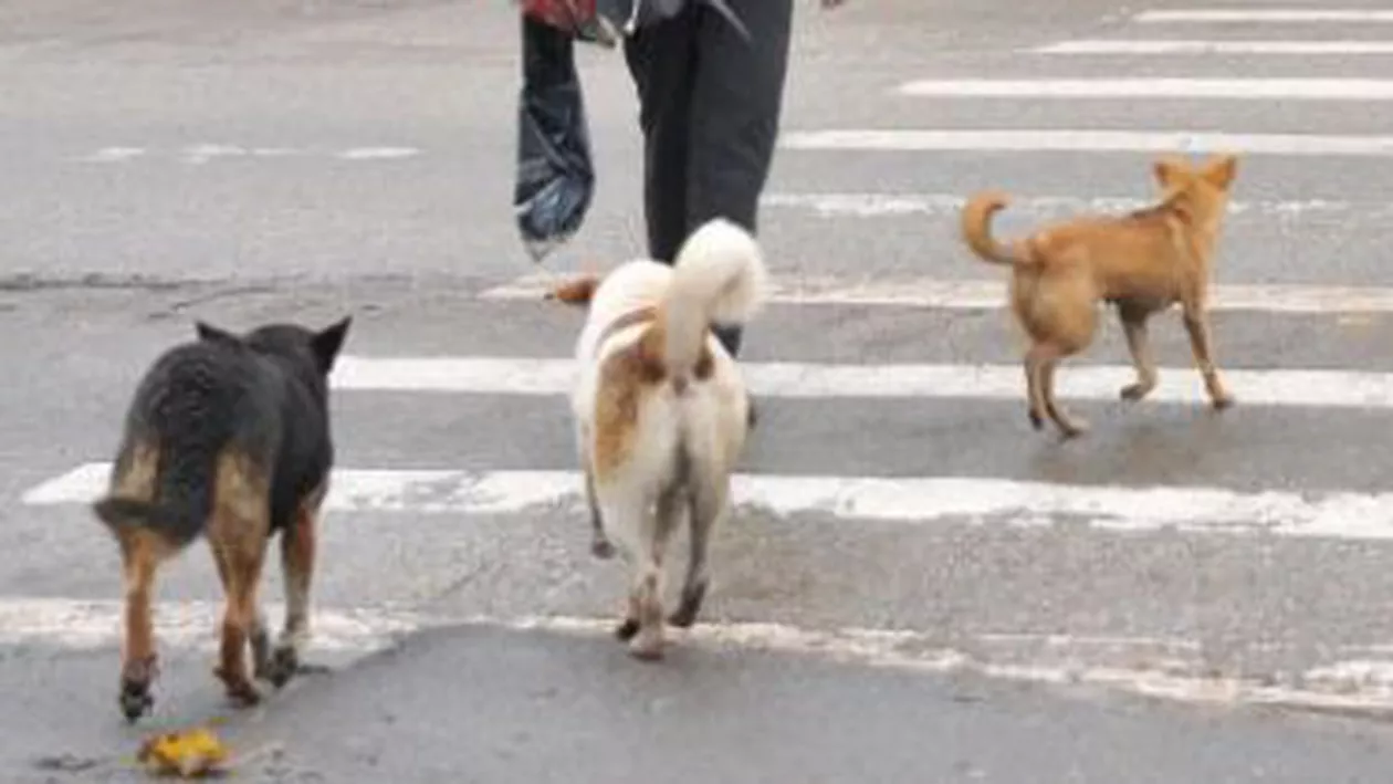 Firmele ce vor prinde maidanezii din București, desemnate de Primărie: Capturarea celor 65.000 de câini, 3 milioane euro