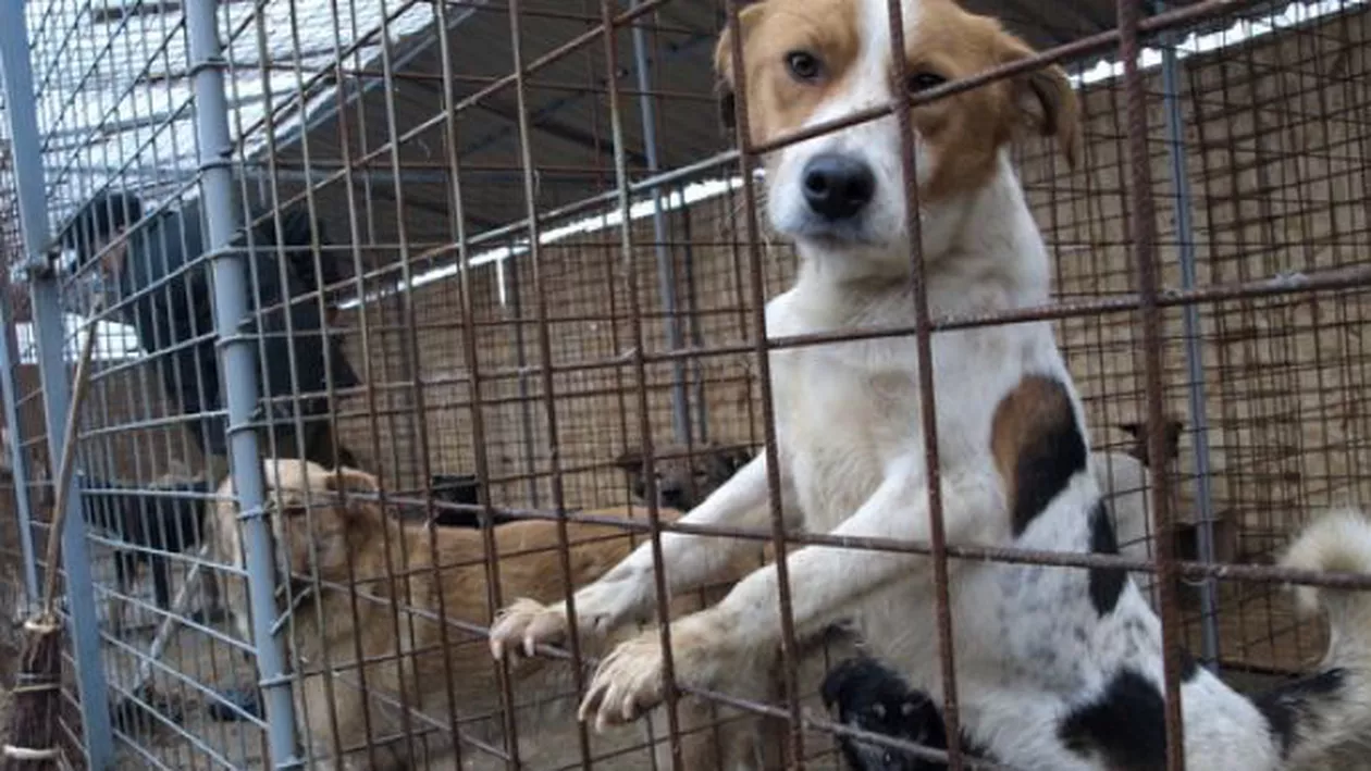 Procurorii blochează adopţiile maidanezilor la adăpostul de la Mihăileşti