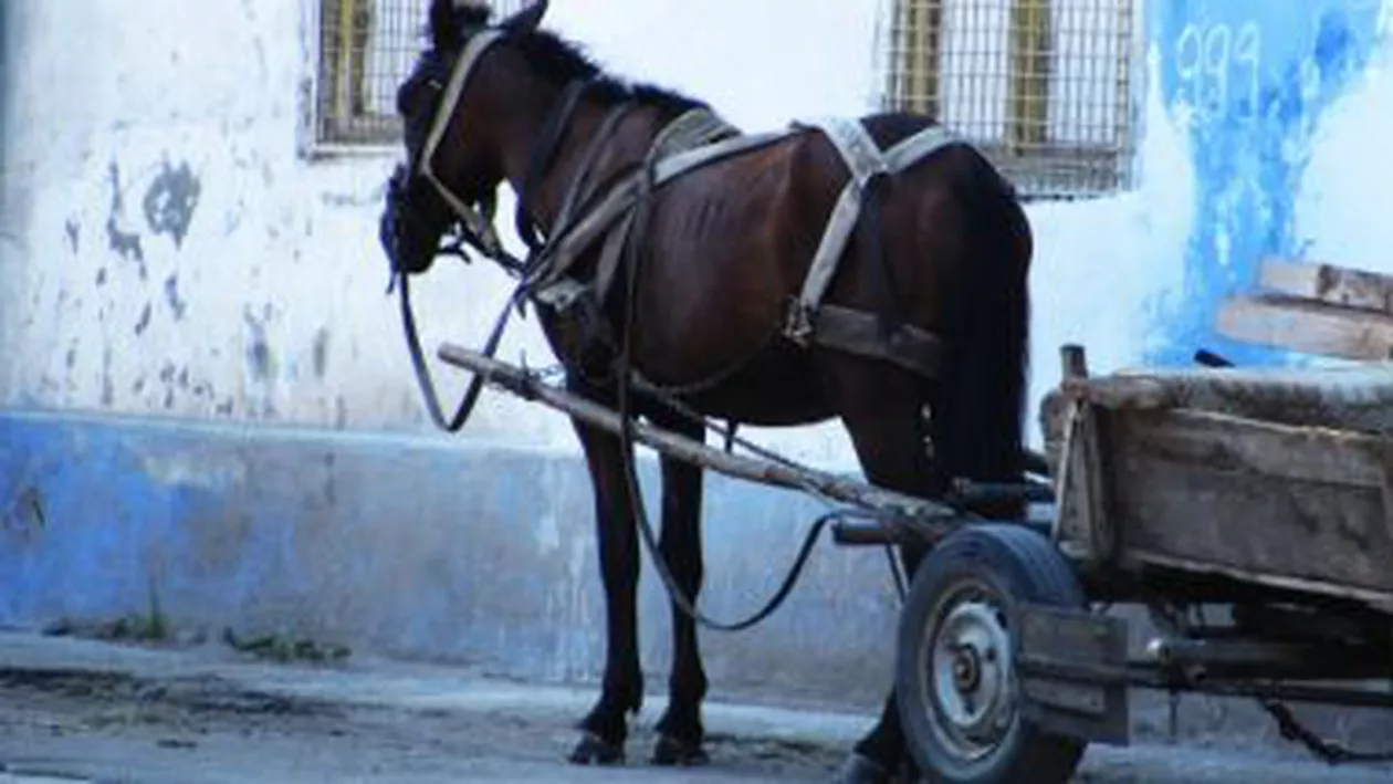 Cal bătut cu bestialitate în Gorj pentru că nu mai avea forță să tragă căruța la care era înhămat (VIDEO)