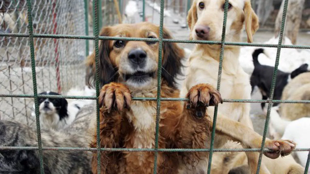 Taxa de 150 lei pe care trebuiau să o plătească ONG-urile pentru fiecare câine în plus dacă adoptau mai mult de 100 de câini a fost eliminată
