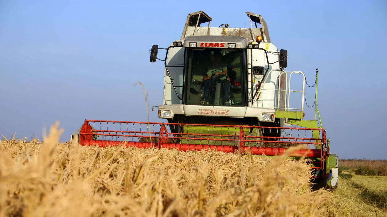 România a exportat anul acesta grâu de 300 de milioane de euro