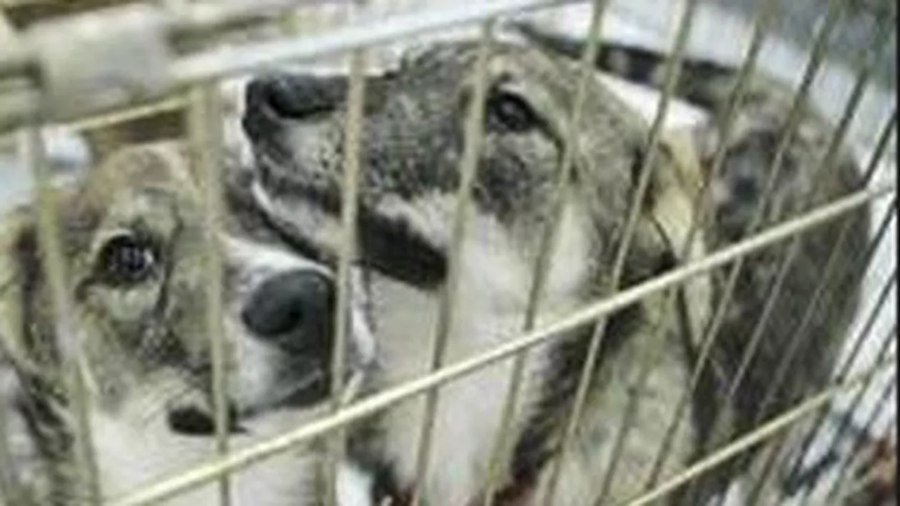ASPA: 69 de câini maidanezi strânși vineri de pe străzi, în timp ce 62 au fost adoptați