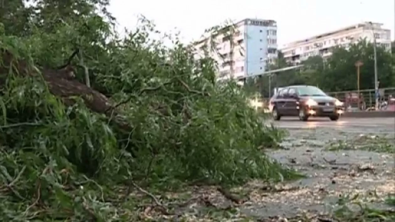 Tramvaiele liniilor 1, 8, 11, 25 şi troleibuzele 71, 93 şi 96, blocate din cauza copacilor doborâți de vânt
