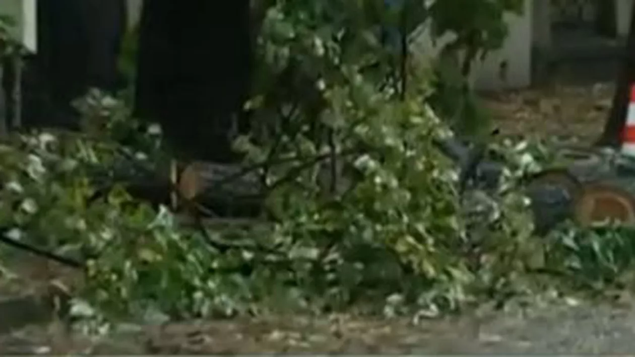 Mai mulţi copaci din Bucureşti, doborâţi de vijelie: O maşină, strivită în zona Dorobanţi (FOTO şi VIDEO)