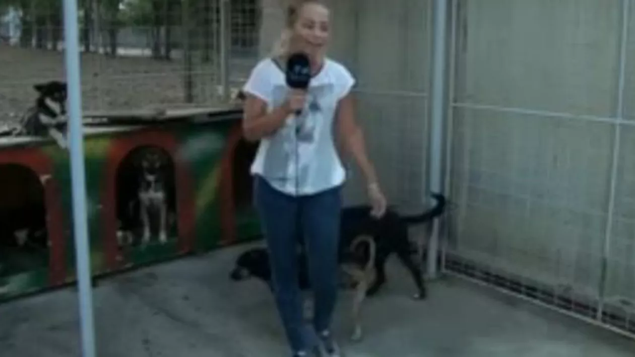 Maidanezii îşi iau revanşa: Un căţel a urinat pe o reporteră ce transmitea în direct de la un adăpost (VIDEO)